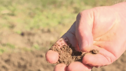 Après les producteurs de betteraves, ce sont les céréaliers qui doivent revoir leur modèle de culture. En effet, l'herbicide qu'ils utilisent, le S-métolachlore, devrait bientôt être interdit. L'Agence de sécurité sanitaire (Anses) pointe les risques de contamination des eaux souterraines avec un impact sur la qualité de l'eau potable. (CAPTURE ECRAN FRANCE 3)