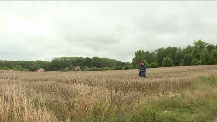 Agriculture : les moissons de blé retardées à cause des intempéries (France 3)