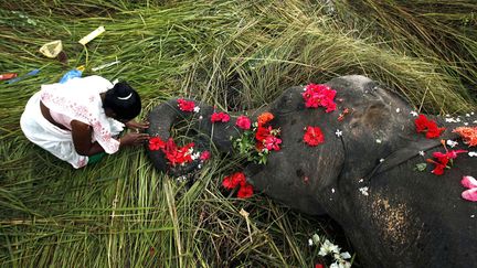 Une villageoise offre des fleurs &agrave; une femelle &eacute;l&eacute;phant morte apr&egrave;s avoir &eacute;t&eacute; renvers&eacute;e par un train de voyageurs &agrave; Panbari (Inde), le 1er septembre 2012. (ANUPAM NATH / AP / SIPA)