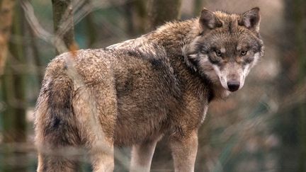 Alpes : la vidéo incroyable d'un loup ?