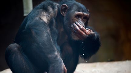 Pour une raison indéterminée, le chimpanzé d'une vingtaine d'années, prénommé Bambou, a écrasé entre ses puissances mâchoires la main du soigneur de 30 ans. (GUILLAUME SOUVANT / AFP)