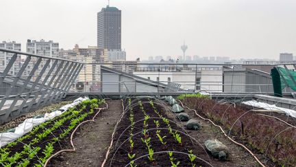 L'agriculture urbaine est en plein essor en France. Ici, sur le toit d'un centre commercial à Aubervilliers (Seine-Saint-Denis), en novembre 2016. (Photo d'illustration) (BRUNO LEVESQUE / MAXPPP)