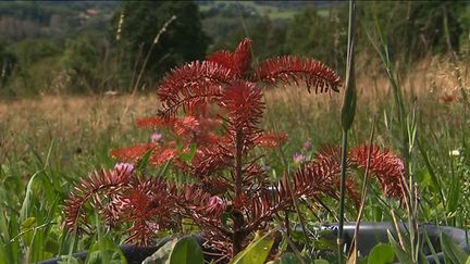 Un pied de sapin brûlé par la canicule et la sécheresse de l'été 2019&nbsp; (France 3 Lorraine)