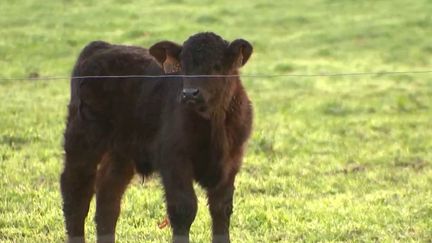 Colère des agriculteurs : Gabriel Attal annonce 14 nouvelles mesures