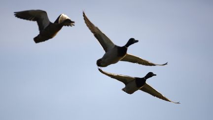 Des canards colverts photographiés en vol (illustration). (CHRISTIAN WATIER / MAXPPP)