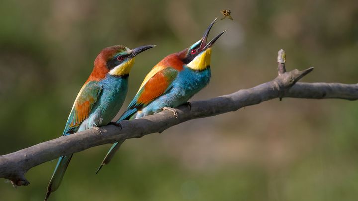 Les internautes de la banque de donn&eacute;es libres Wikimedia Commons ont &eacute;lu, en f&eacute;vrier 2013, comme photo de l'ann&eacute;e, un clich&eacute; pris par l'ornithologue Toulousain&nbsp;Pierre Dalous. (PIERRE DALOUS / WIKIMEDIA COMMONS)