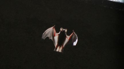 Chauve-souris : un mammifère mal-connu