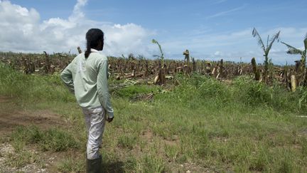 Un agriculteur observe les dégâts dans son exploitation de Capesterre-Belle-Eau, en Guadeloupe, le 22 septembre 2017, après le passage de l'ouragan Maria. (HELENE VALENZUELA / AFP)