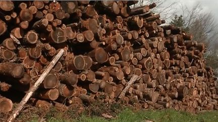 Bretagne : des forêts menacées par un champignon