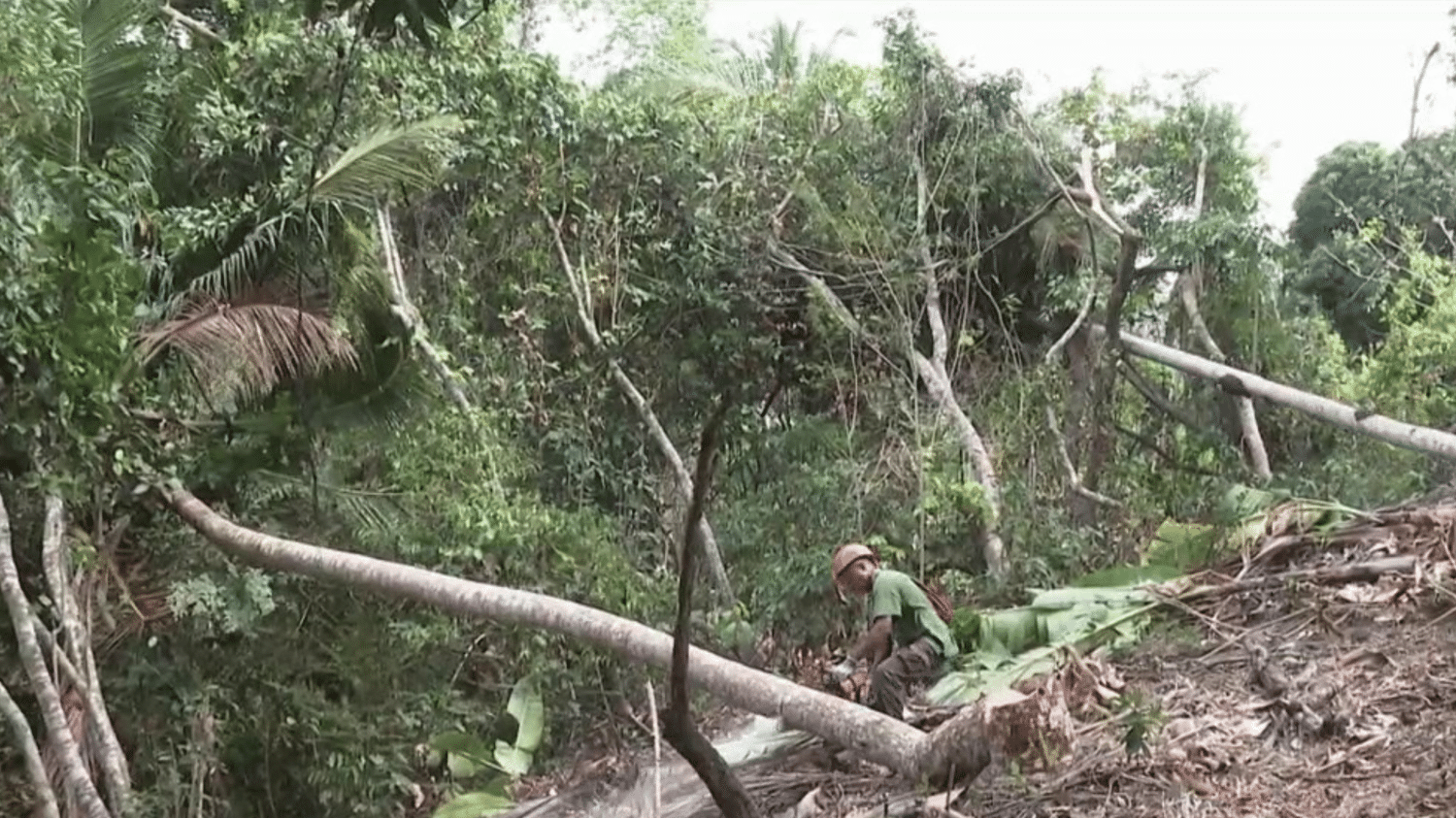 Environnement : L'île De Mayotte Confrontée à Une Importante Déforestation