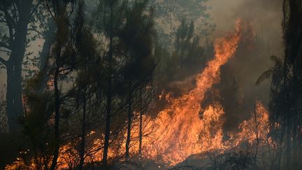 La forêt en feu à proximité de Landiras, en Gironde, le 18 juillet 2022. (PHILIPPE LOPEZ / AFP)