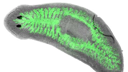 Le planaire Dugesia japonica r&eacute;siste &agrave; de nombreuses bact&eacute;ries mortelles. (ERIC GHIGO / CNRS)