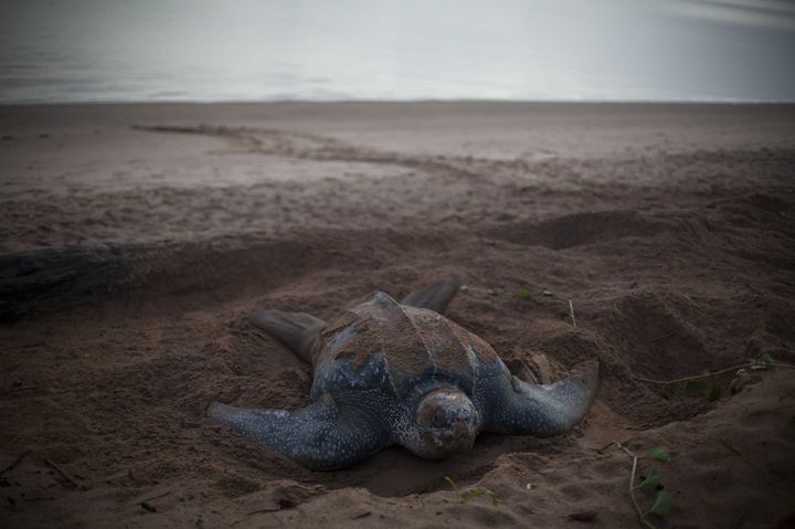 A leatherback turtle on the beach at Guyana's Amana Nature Reserve in 2011.  (Jobart / Heart of Nature / Siba)