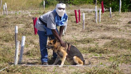 Un démineur de Handicap International avec son chien détecte des explosifs sur un champ de mines au Mozambique. (Photo Aderito Ismael/Handicap International)