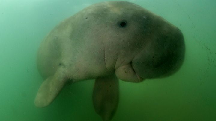 Un dugong, mammifère marin herbivore, nage dans les eaux de l'île de Libong, dans le sud de la Thaïlande, le 23 mai 2019. (SIRACHAI ARUNRUGSTICHAI / AFP)