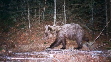 Une photo automatique de Cannelle, prise en 2004 en vallée d'Aspe. (JEAN-JACQUES CAMARRA / ONCFS EQUIPE OURS)