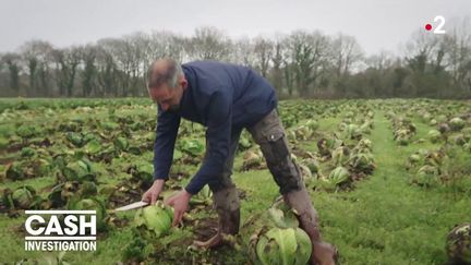 Le BT, le biopesticide le plus épandu au monde (CASH INVESTIGATION / FRANCE 2)