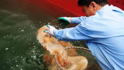 Un pêcheur attrape une méduse, mets très apprécié en Chine, à Qingdao, dans l'est de la Chine. (STR / ZH0122 / AFP China Xtra)