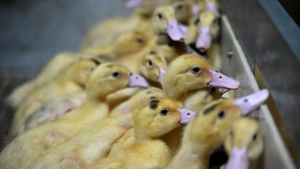 An area "protective" was put in place around the farm affected by these cases of avian flu. (STEPHANIE PARA / MAXPPP)