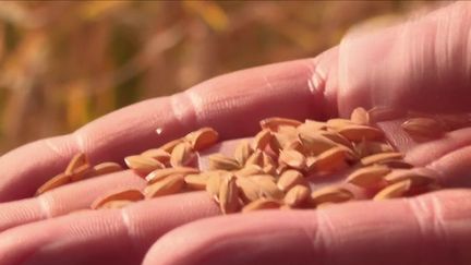 Patrimoine : Le riz de Camargue, une exception française