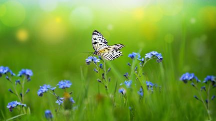 &nbsp; (Papillon dans un champ © Fotolia)