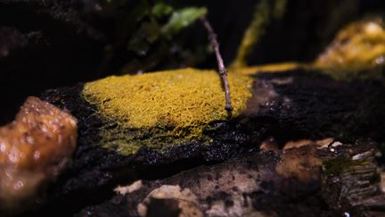 Un blob installé sur une branche du zoo de Vincennes à Paris, le 24 octobre 2019. (ALEXIS SCIARD / MAXPPP)