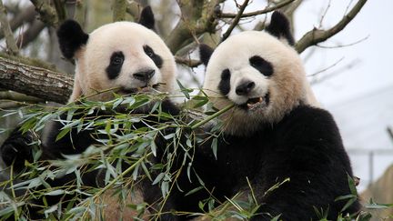 Yuan Zi et Huan Huan, les deux pandas g&eacute;ants pr&ecirc;t&eacute;s par la Chine au zoo de Beauval (Loir-et-Cher), le 18 f&eacute;vrier 2012. (TANG JI / MAXPPP)