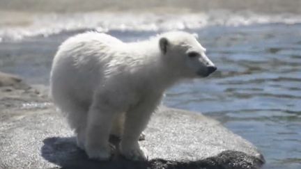 Capture écran d'une vidéo AP sur un ourson polaire du parc de Columbus (Ohio, Etats-Unis), le 20 avril 2017. (AP)