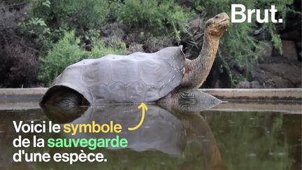 VIDEO. Diego la tortue, le symbole d'une restauration d'espèce réussie (BRUT)