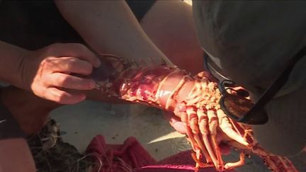 Corse : pêcheurs et scientifiques collaborent pour connaître la langouste rouge