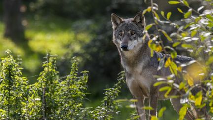 La préfecture des Ardennes autorise pour la première fois le tir de défense contre un loup qui rôde autour d'un élevage d'un département. (photo d'illustration) (PHILIPPE CLEMENT / MAXPPP)