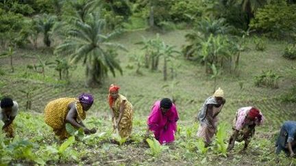 Ougandaises dans une plantation de Bundibugyo, le 22 mai 2009. (AFP)