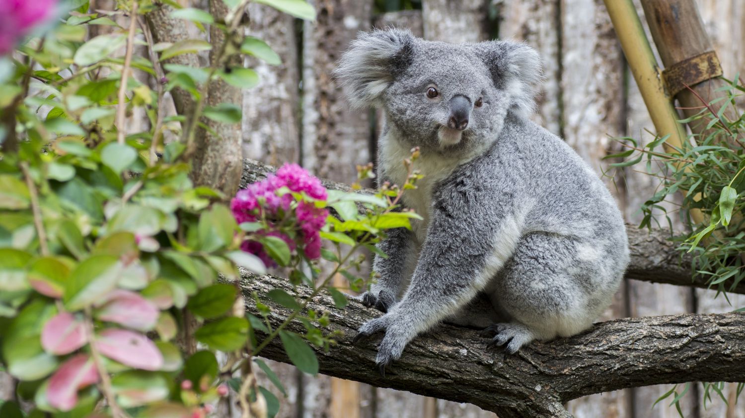 les-visiteurs-du-zoo-de-beauval-invit-s-reporter-leur-venue-en-raison