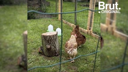 À Meillac, en Bretagne, l'initiative “Poule pour tous” vend à des particuliers des poules pondeuses initialement destinées à l’abattoir. Voilà comment ça se passe. 

Ici, hors de question d’envoyer les poules “en fin de carrière“ à l’abattoir. L’association “Poule pour tous“ se mobilise en effet pour leur offrir une seconde vie. Une façon également de réduire drastiquement la production de déchets organiques.