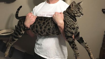 Arcturus, le chat le plus long du monde, dans les bras de son propriétaire, Will Powers, le 13 septembre 2017, à Farmington Hills (Etats-Unis). (EDWARD PEVOS / AP / SIPA)