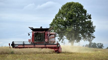 La moisson de colza dans les champs du Berry en 2012. (MAXPPP)