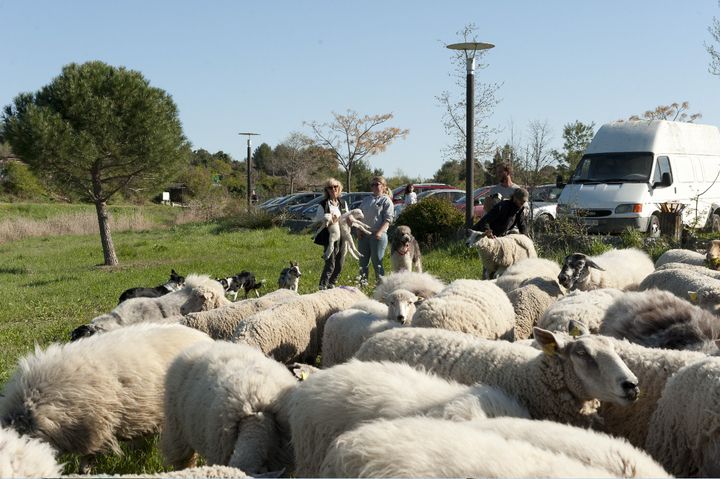 Les brebis changent très régulièrement de pâturage.&nbsp; (ISABELLE MORAND / ECOZOONE/ RADIO FRANCE / FRANCE INFO)