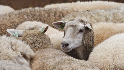 Littoral : des chèvres et des moutons au secours de la biodiversité