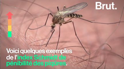 Julien Schmidt, entomologiste, a dû faire preuve d'audace pour classer la pénibilité des piqûres d'insectes.