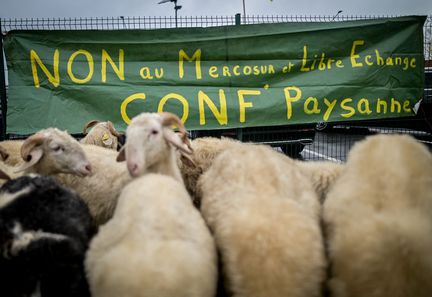 Des moutons sont rassemblés devant une affiche s'opposant au Mercosur et au libre-échange, le 20 novembre 2024, à Lescar (Pyrénées-Atlantiques). (QUENTIN TOP / HANS LUCAS / AFP)