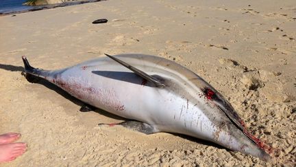 Cadavre de dauphin sur une plage de La Teste-de-Buch (Gironde) le 21 février 2013. (B.DUBOURG@SUDOUEST.FR / MAXPPP)