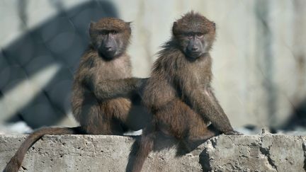 Des babouins dans un institut médical de recherche à Sochi (Russie), le 10 mai 2016. (NINA ZOTINA / SPUTNIK)