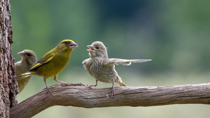 Cette photo de passereaux prise en Pologne, baptisée "Dispute" par son auteur Jacek Stankiewicz, a remporté un double prix aux Comedy Wildlife Photography Awards 2023 : celui du Prix junior et celui du choix du public, une première. (JACEK STANKIEWICZ)