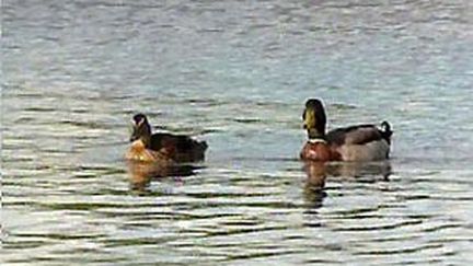 Canards sur un plan d'eau en Saone-et-Loire (France 3)