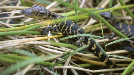 Un jeune alligator, en 2008.&nbsp; (REGIS CAVIGNAUX / BIOSPHOTO / AFP)