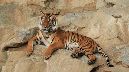 Un tigre se repose dans un zoo, le 31 janvier 2016. (ANDREAS NAUMANN / EYEEM / GETTY IMAGES)