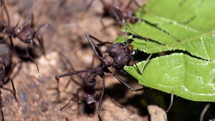 Les fourmis émettent des phéromones pour indiquer, par exemple, où se trouve de la nourriture. (THOMAS BOCHYNEK / NORTHWESTERN UNIVERSITY)