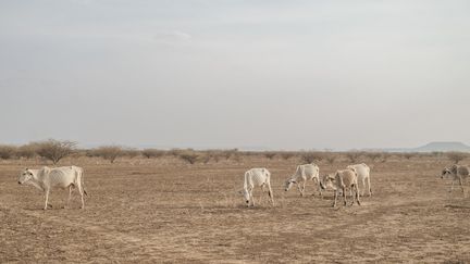 L’OCHA, le bureau des Affaires humanitaires de l'ONU estime que dans le sud et le sud-est de l’Ethiopie, entre 5,5 et 6,5 millions de personnes (soit entre 5 et 6% de la population) sont en grave insécurité alimentaire en raison de la sécheresse. Une sècheresse qui a tué 1,5 million de têtes de bétail dont près des deux tiers en région Somali. Et les quelques troupeaux de vaches ou chèvres, restant sont très amaigris. &nbsp; &nbsp; (EDUARDO SOTERAS / AFP)