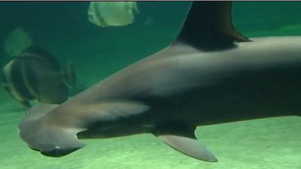 L'aquarium de Nausicaa à Boulogne-sur-Mer (Pas-de-Calais) vit une hécatombe. Trente requins-marteaux qui vivaient sur place sont tous morts. Visiblement victimes d'une infection. (FRANCE 3)