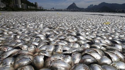 Poissons morts asphyxi&eacute;s en raison de la pollution dans le lagon&nbsp;Rodrigo de Freitas lagoon &agrave; Rio de Janeiro (Br&eacute;sil), le 13 mars 2013. (SERGIO MORAES / REUTERS)